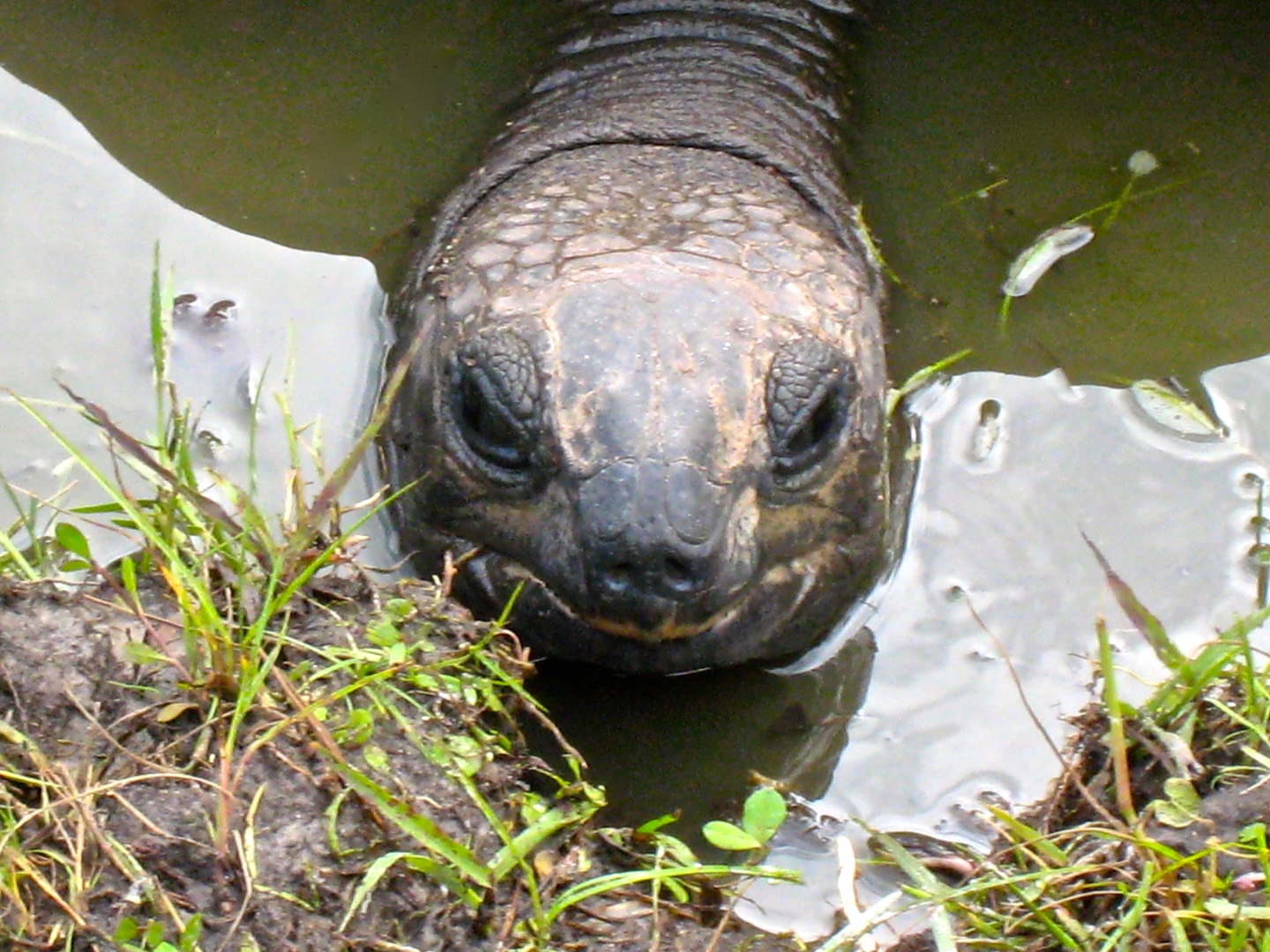 ALDABRA BREEDER
