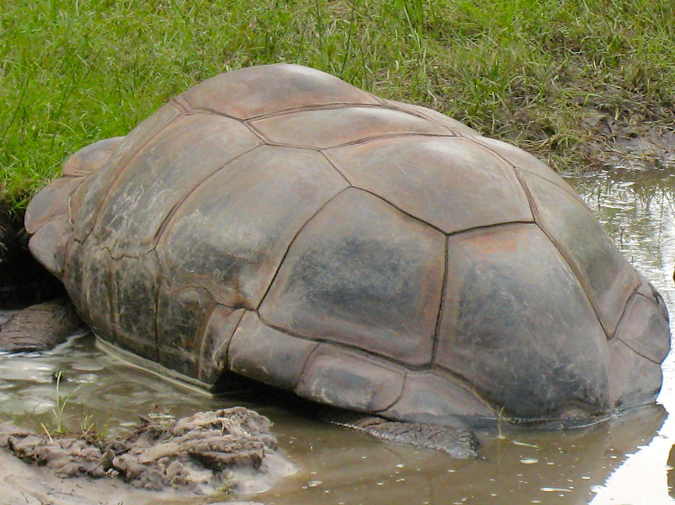 ALDABRA BREEDER