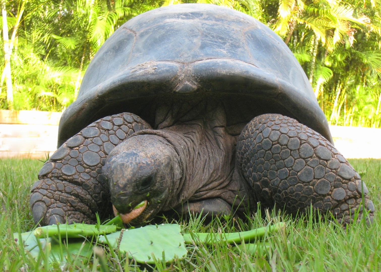 ALDABRA BREEDER