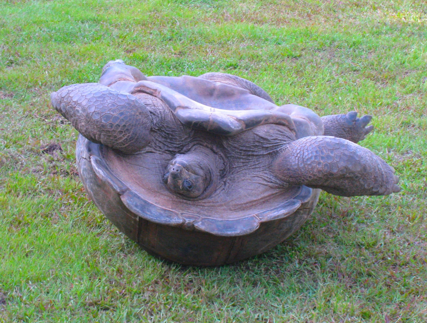 ALDABRA BREEDER