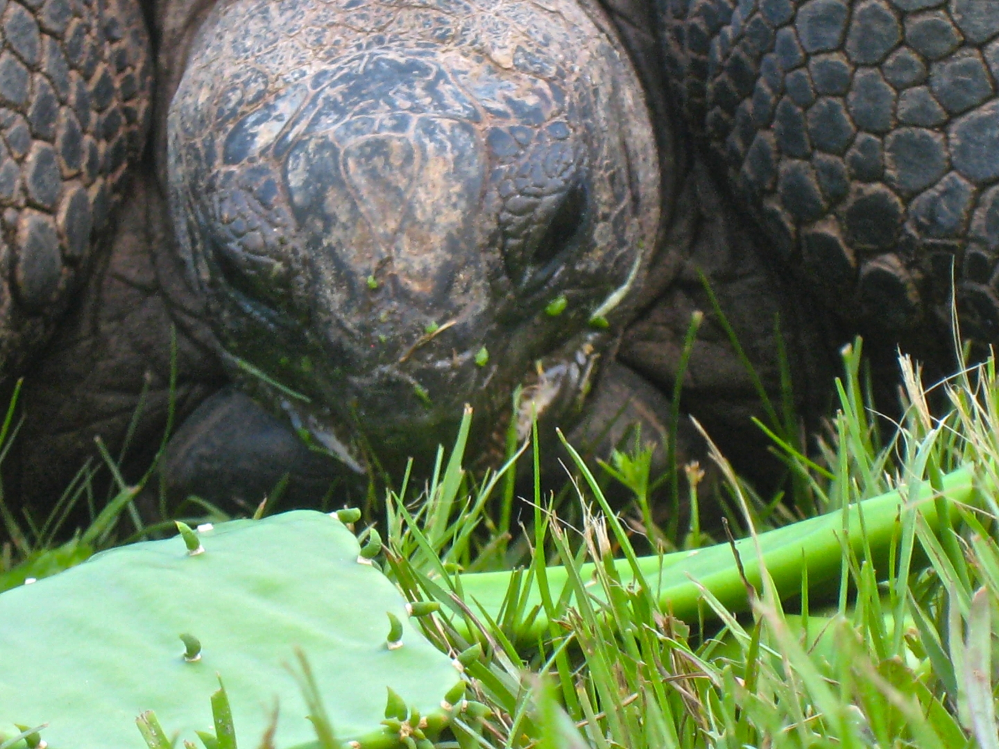 ALDABRA BREEDER