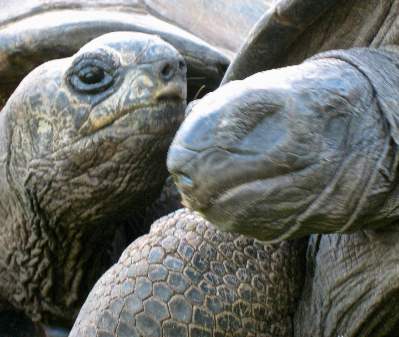 ALDABRA BREEDER