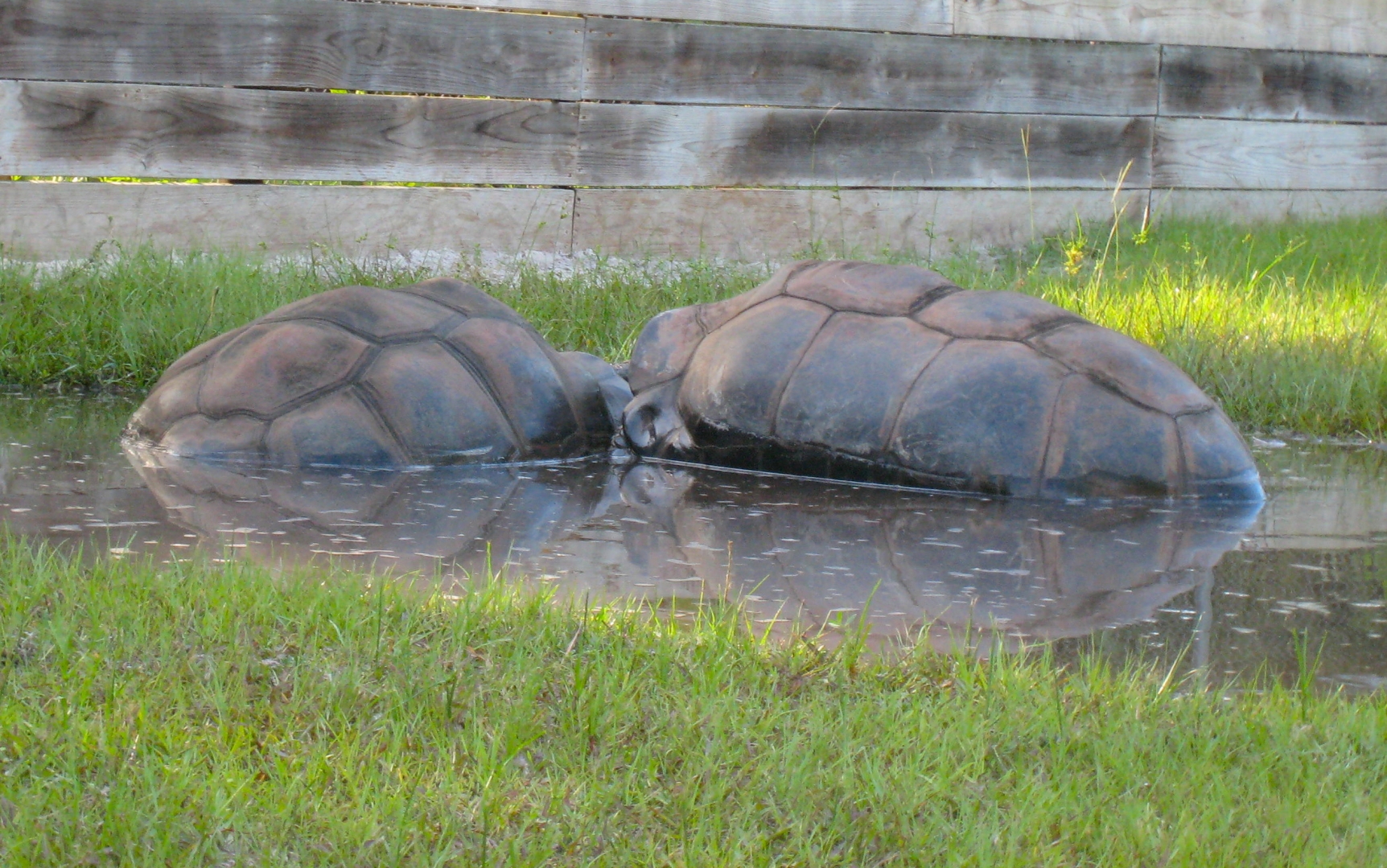 ALDABRA BREEDER