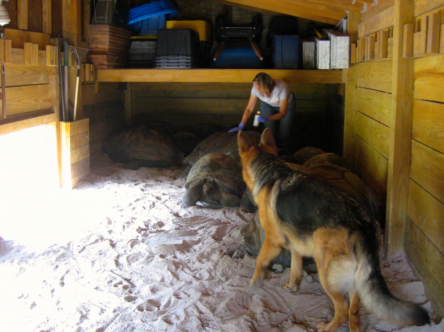 ALDABRA BREEDER