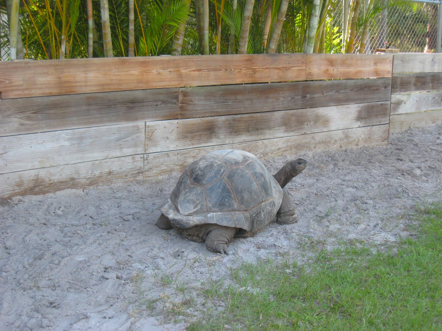 ALDABRA BREEDER
