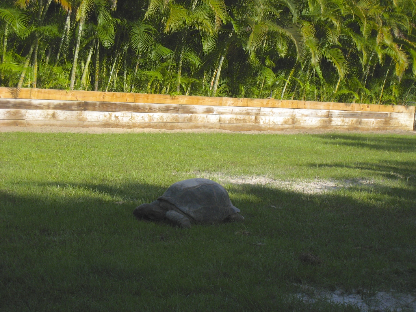 ALDABRA BREEDER
