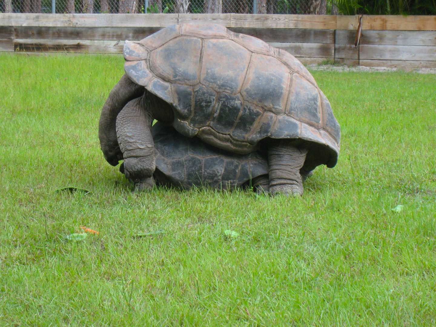 ALDABRA BREEDER