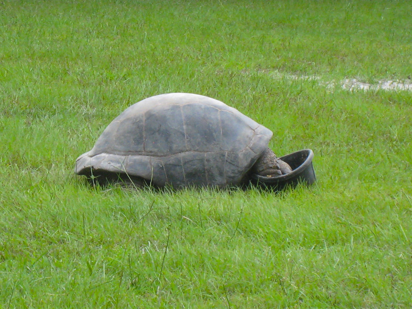 ALDABRA BREEDER
