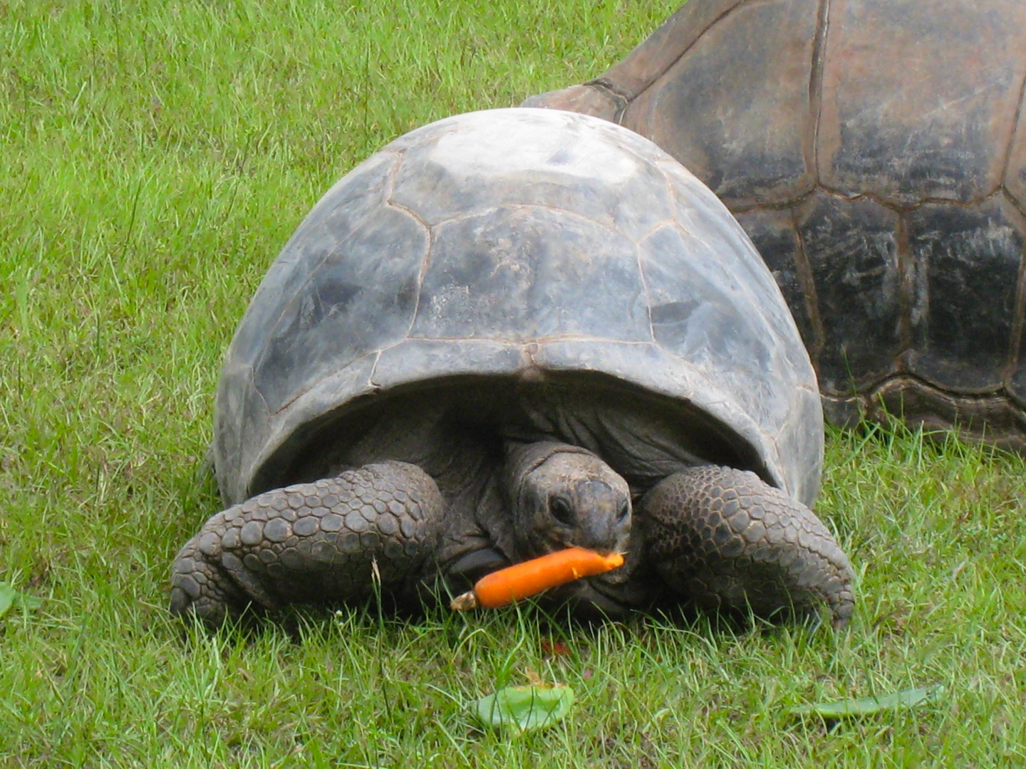 ALDABRA BREEDER