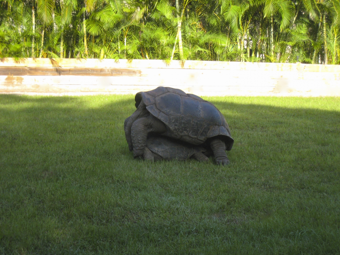 ALDABRA BREEDER