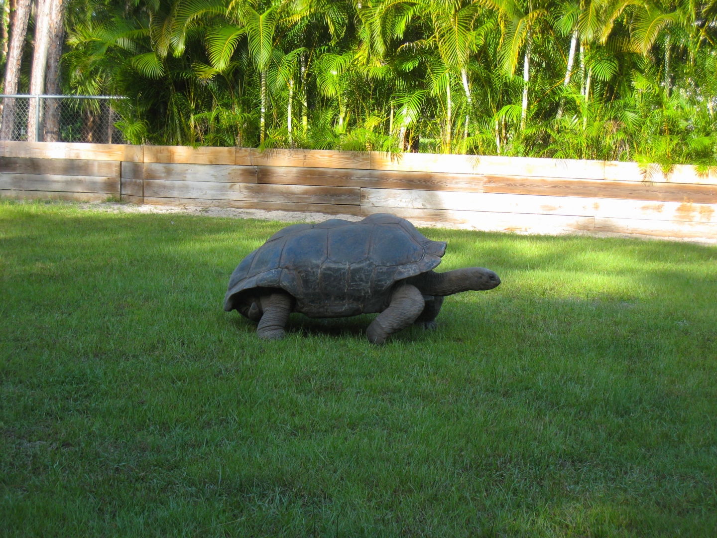 ALDABRA BREEDER