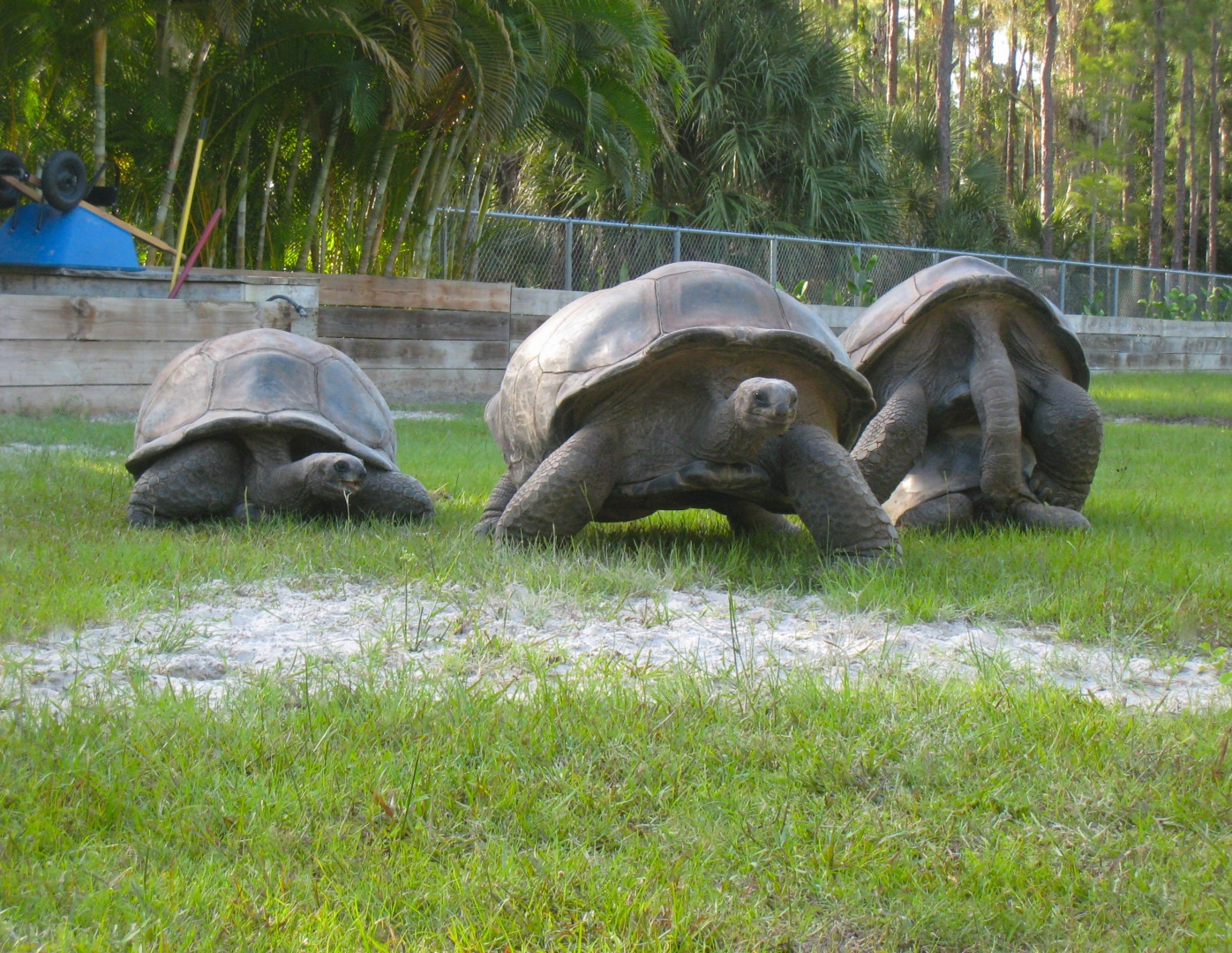 ALDABRA BREEDER