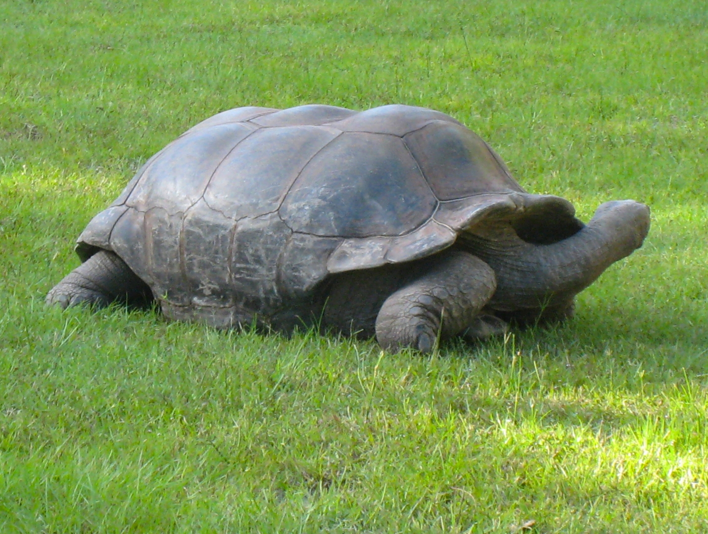 ALDABRA BREEDER