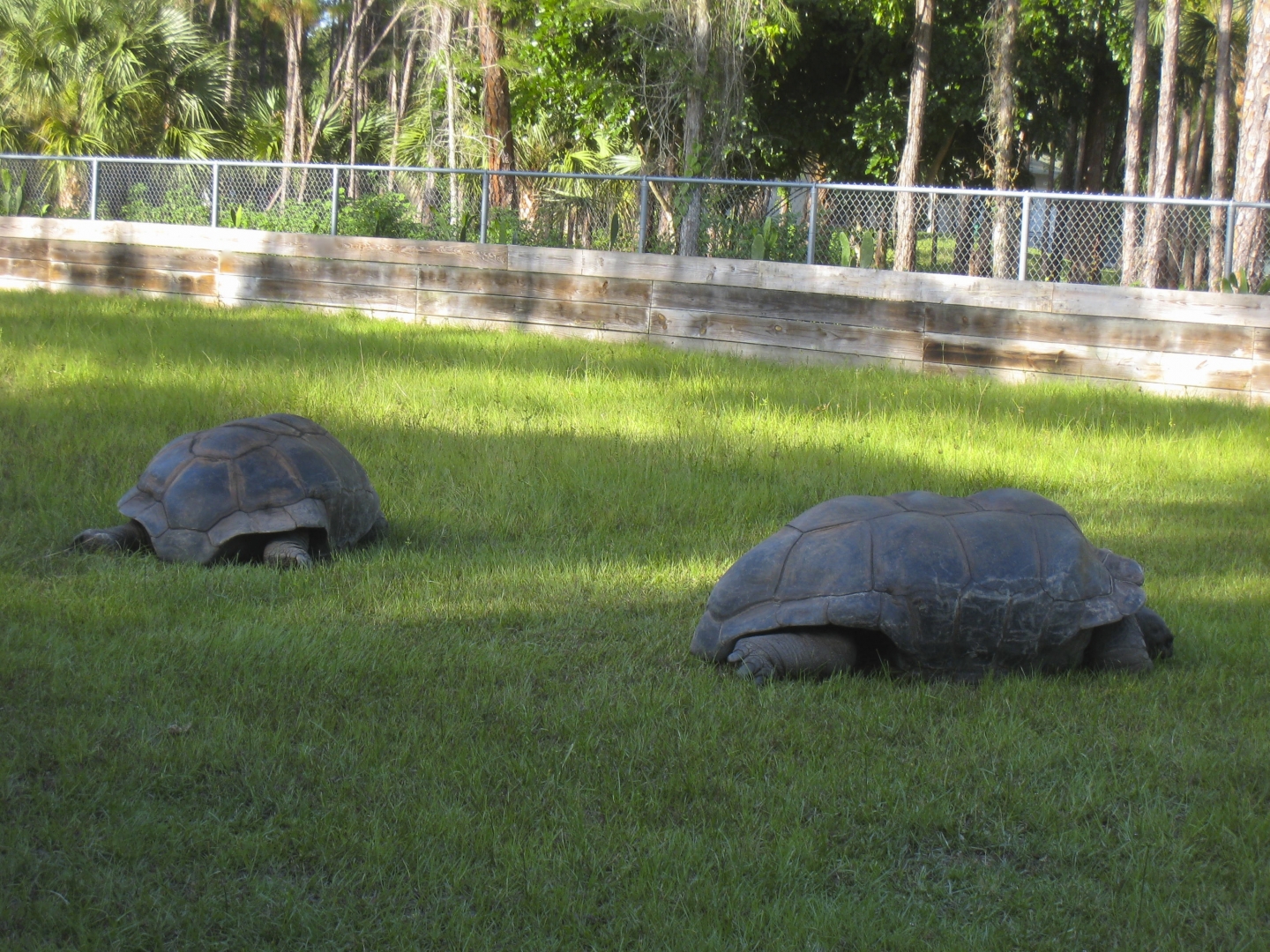 ALDABRA BREEDER