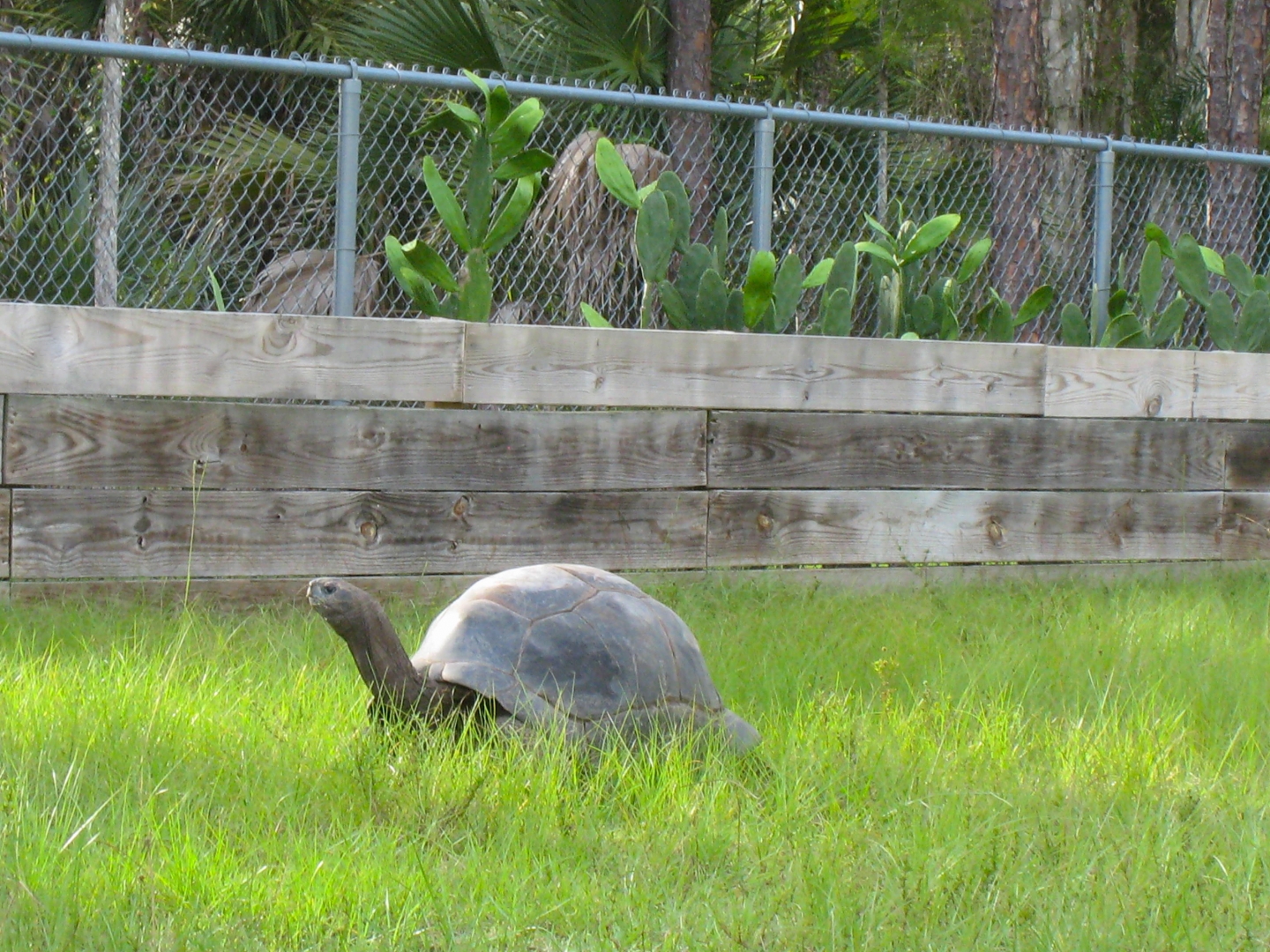 ALDABRA BREEDER