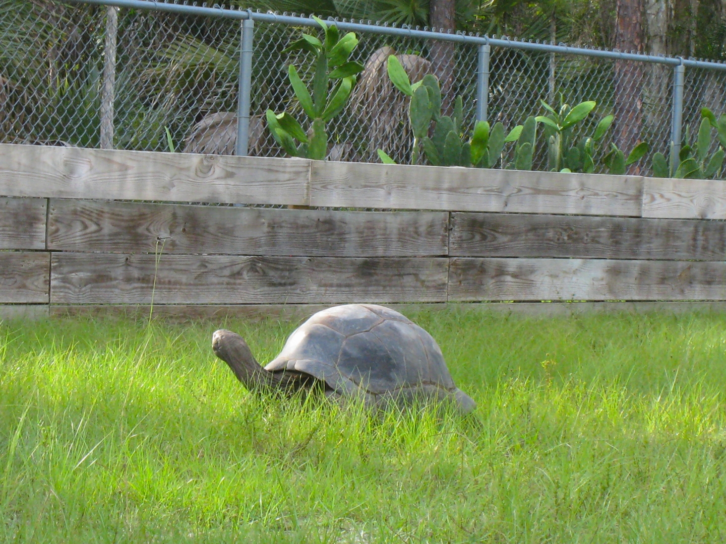 ALDABRA BREEDER