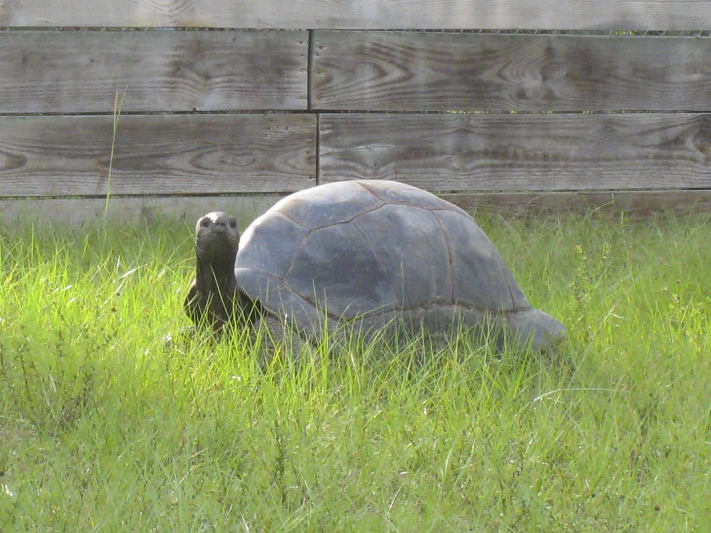 ALDABRA BREEDER