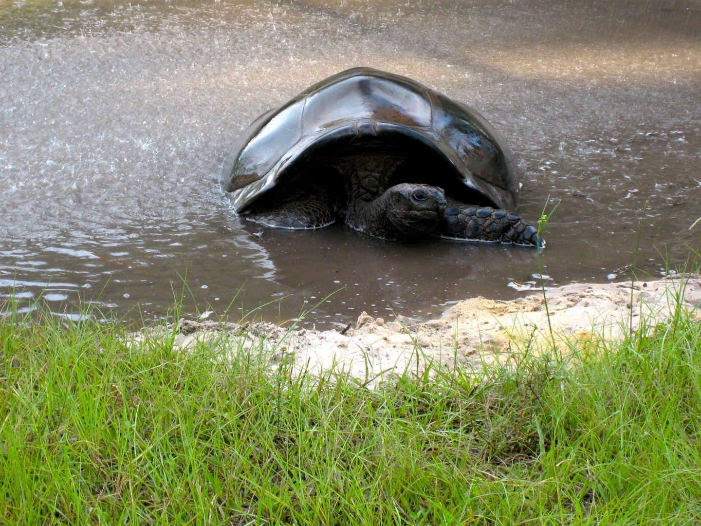ALDABRA BREEDER