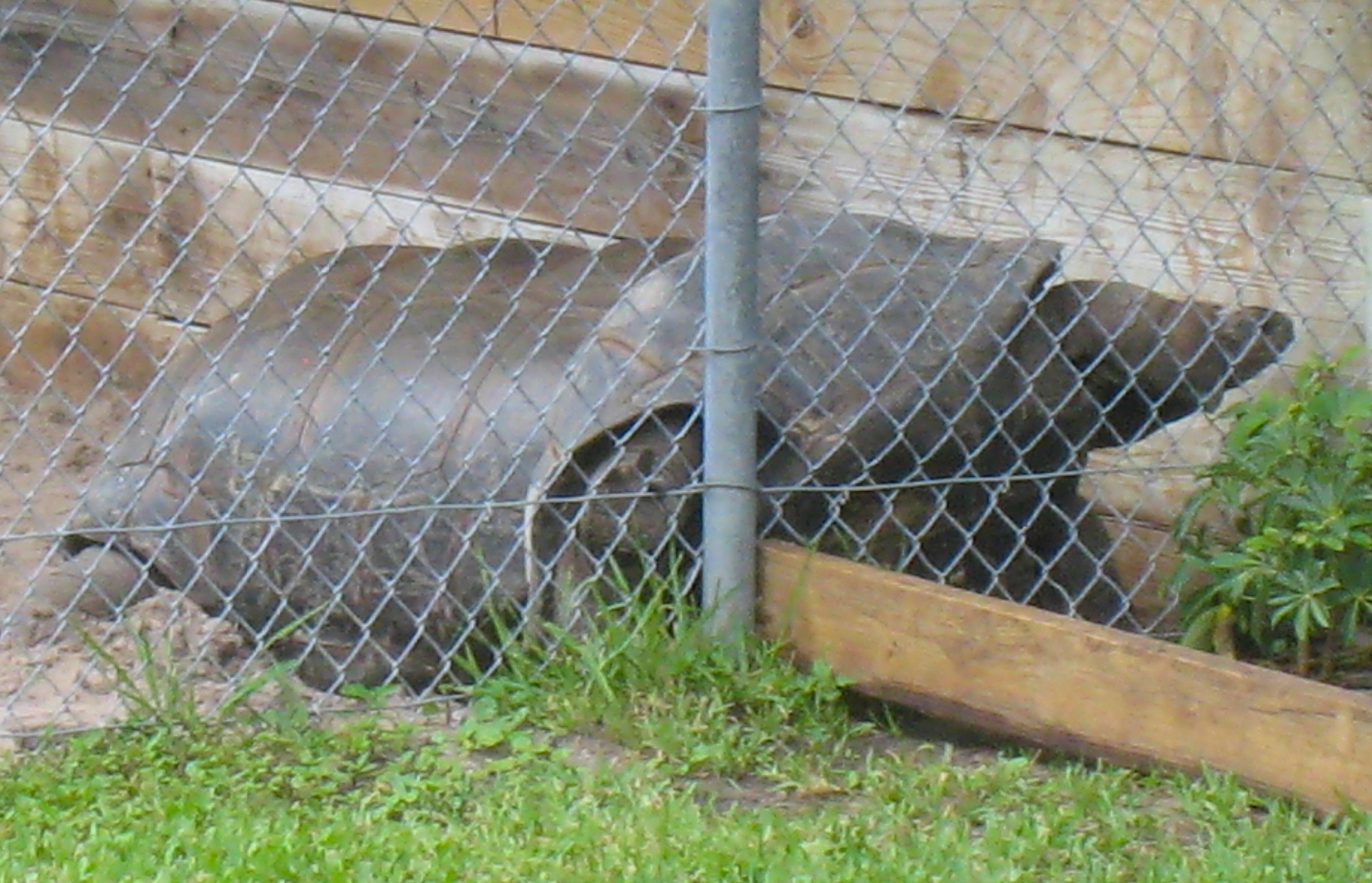 ALDABRA BREEDER