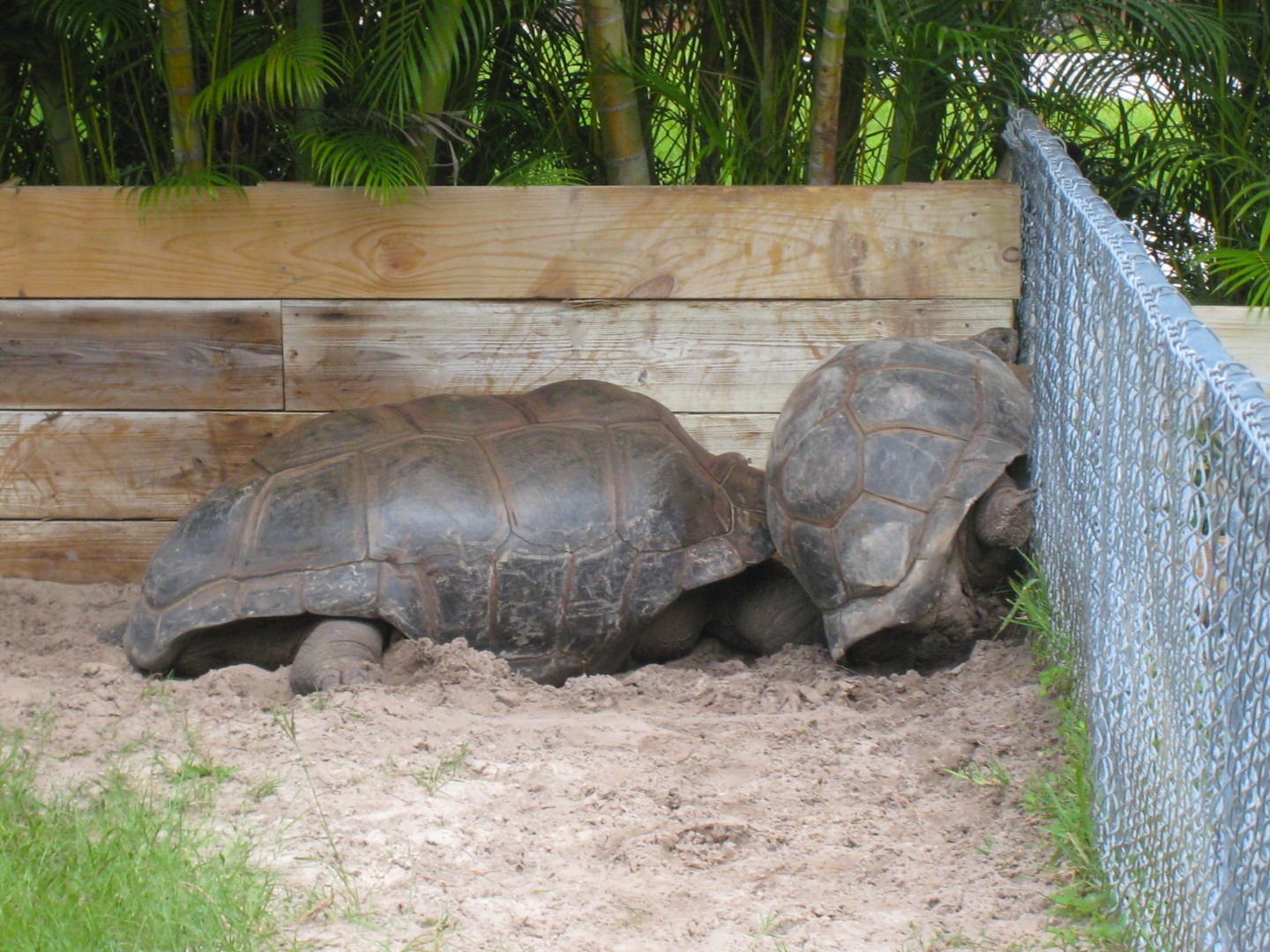 ALDABRA BREEDER