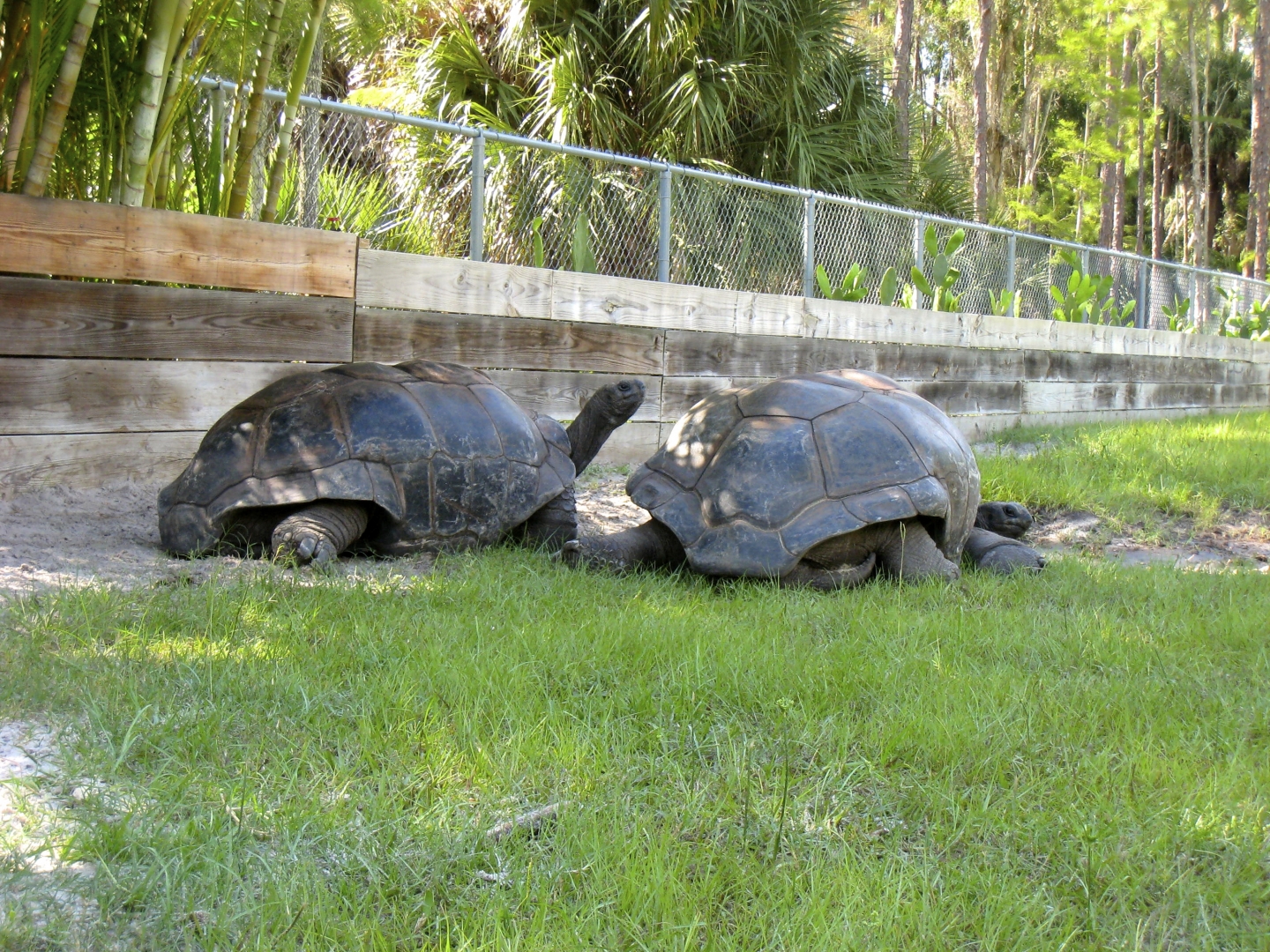 ALDABRA BREEDER