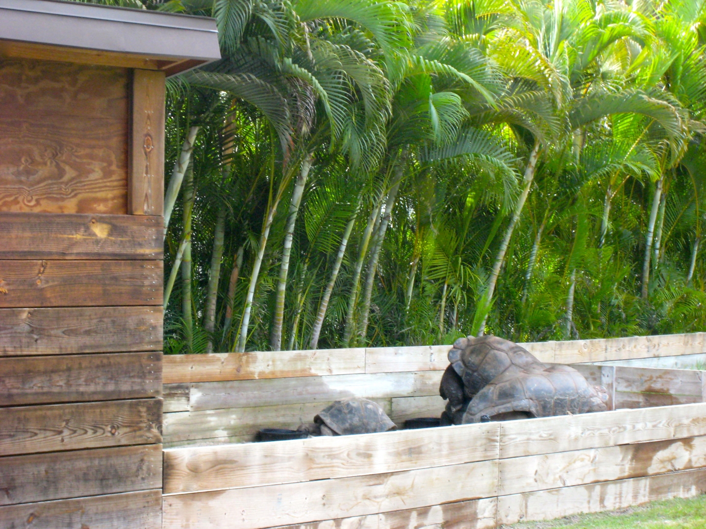ALDABRA BREEDER