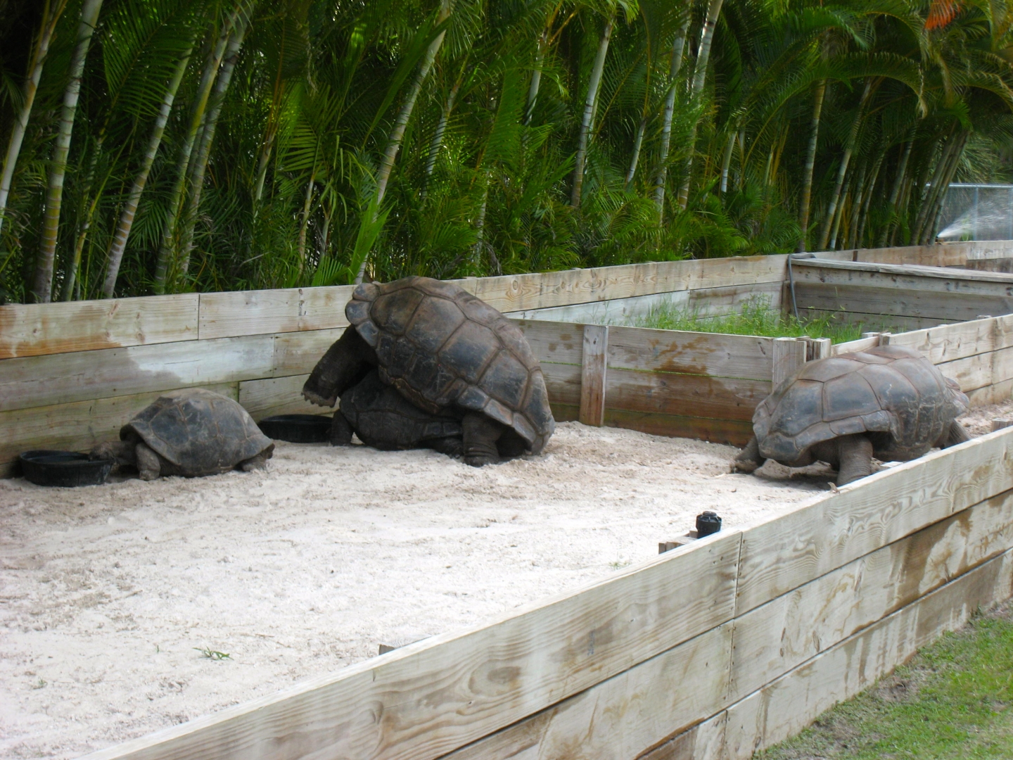 ALDABRA BREEDER