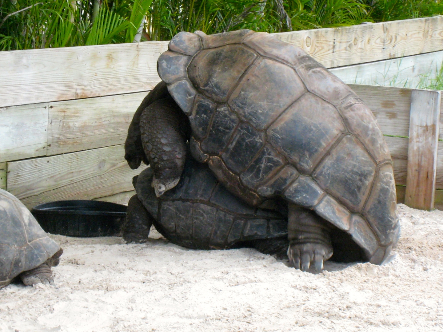ALDABRA BREEDER