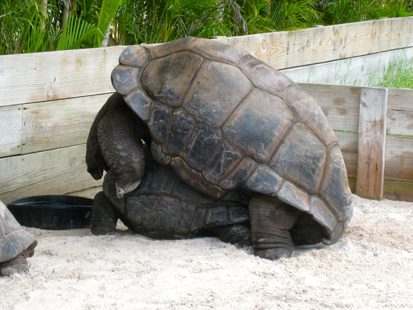 ALDABRA BREEDER