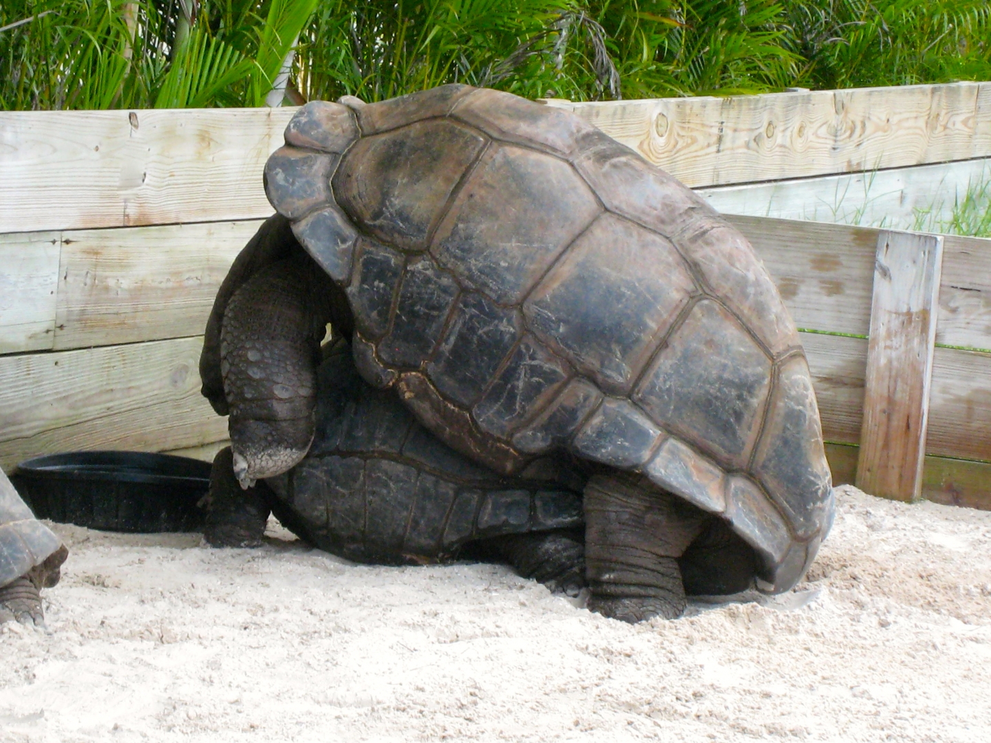 ALDABRA BREEDER