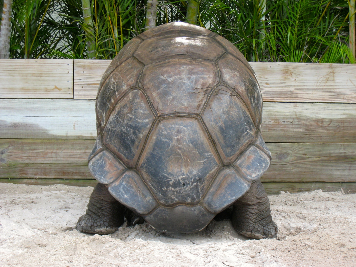 ALDABRA BREEDER