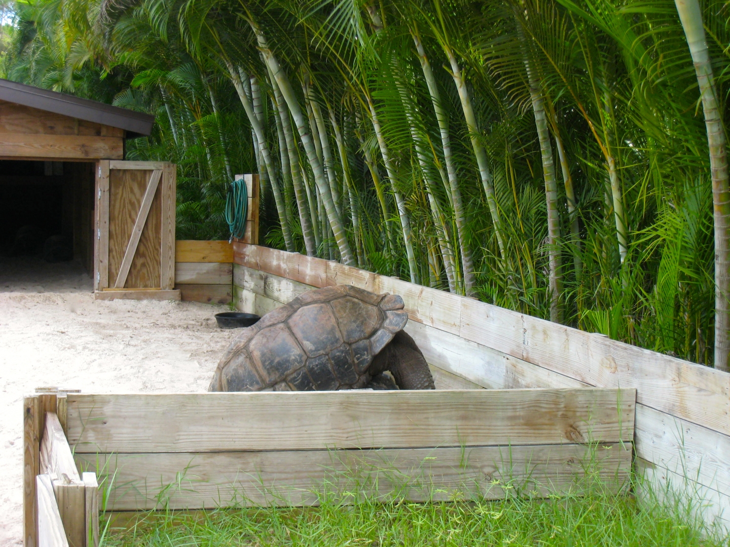 ALDABRA BREEDER