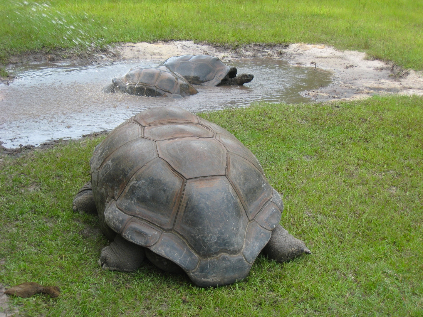 ALDABRA BREEDER