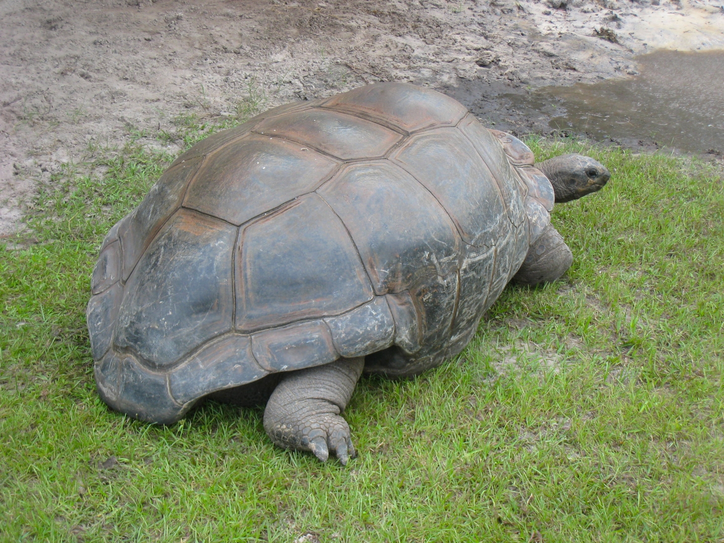 ALDABRA BREEDER