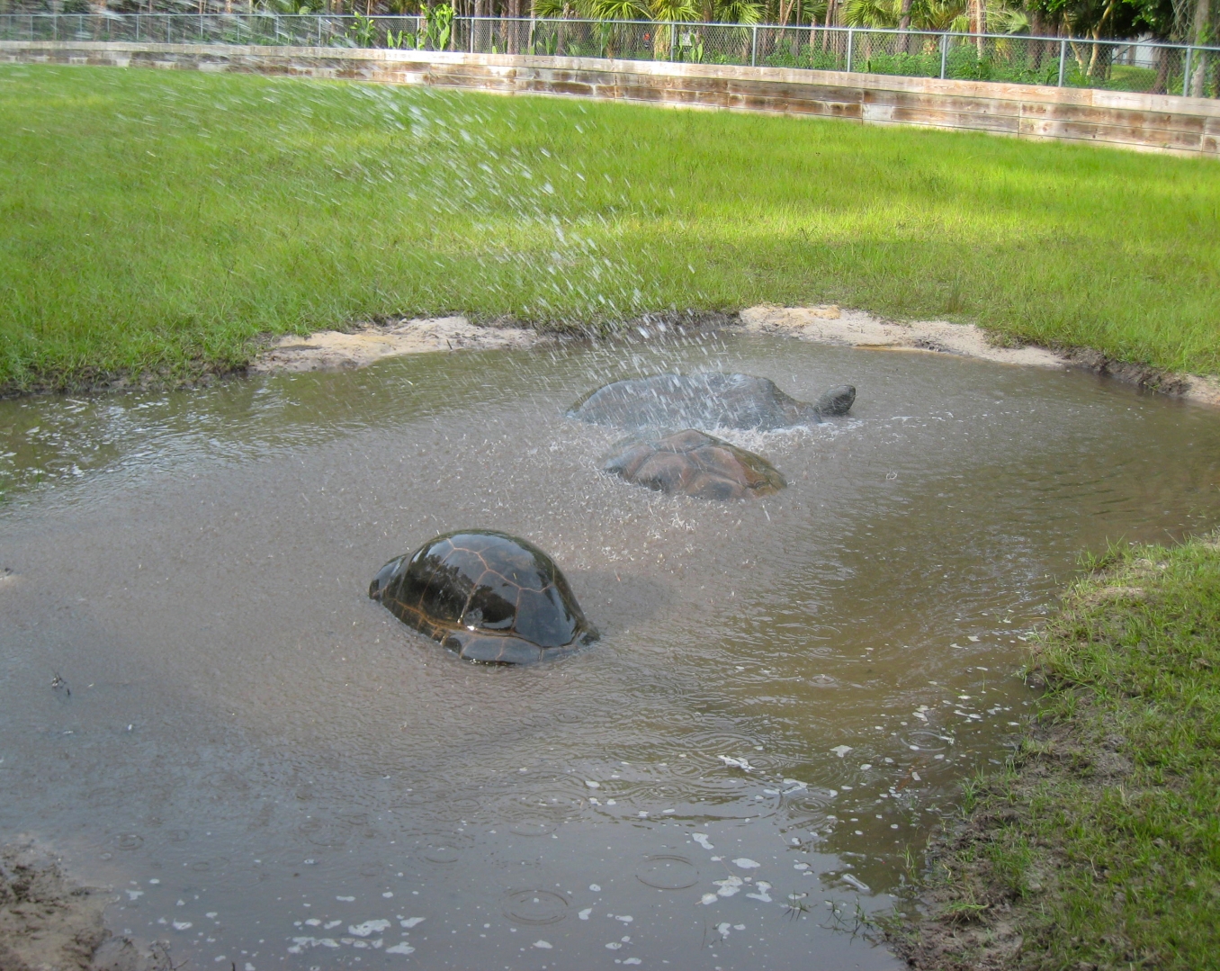 ALDABRA BREEDER