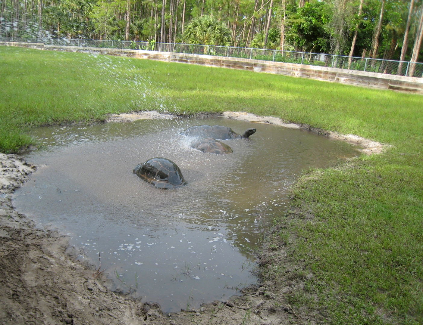 ALDABRA BREEDER
