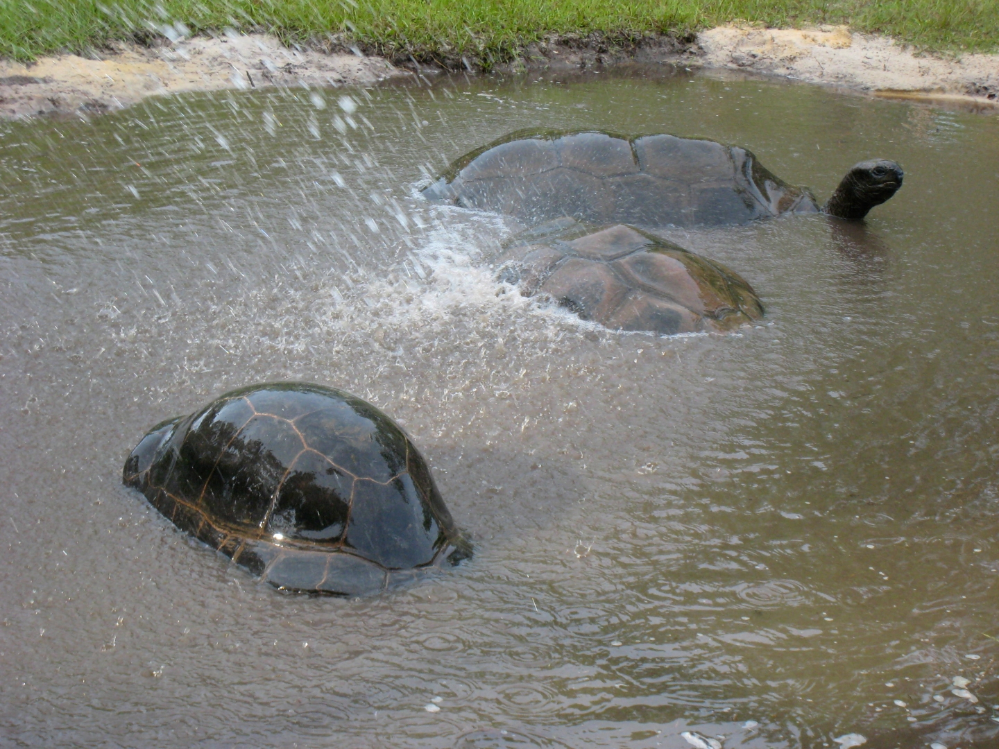 ALDABRA BREEDER