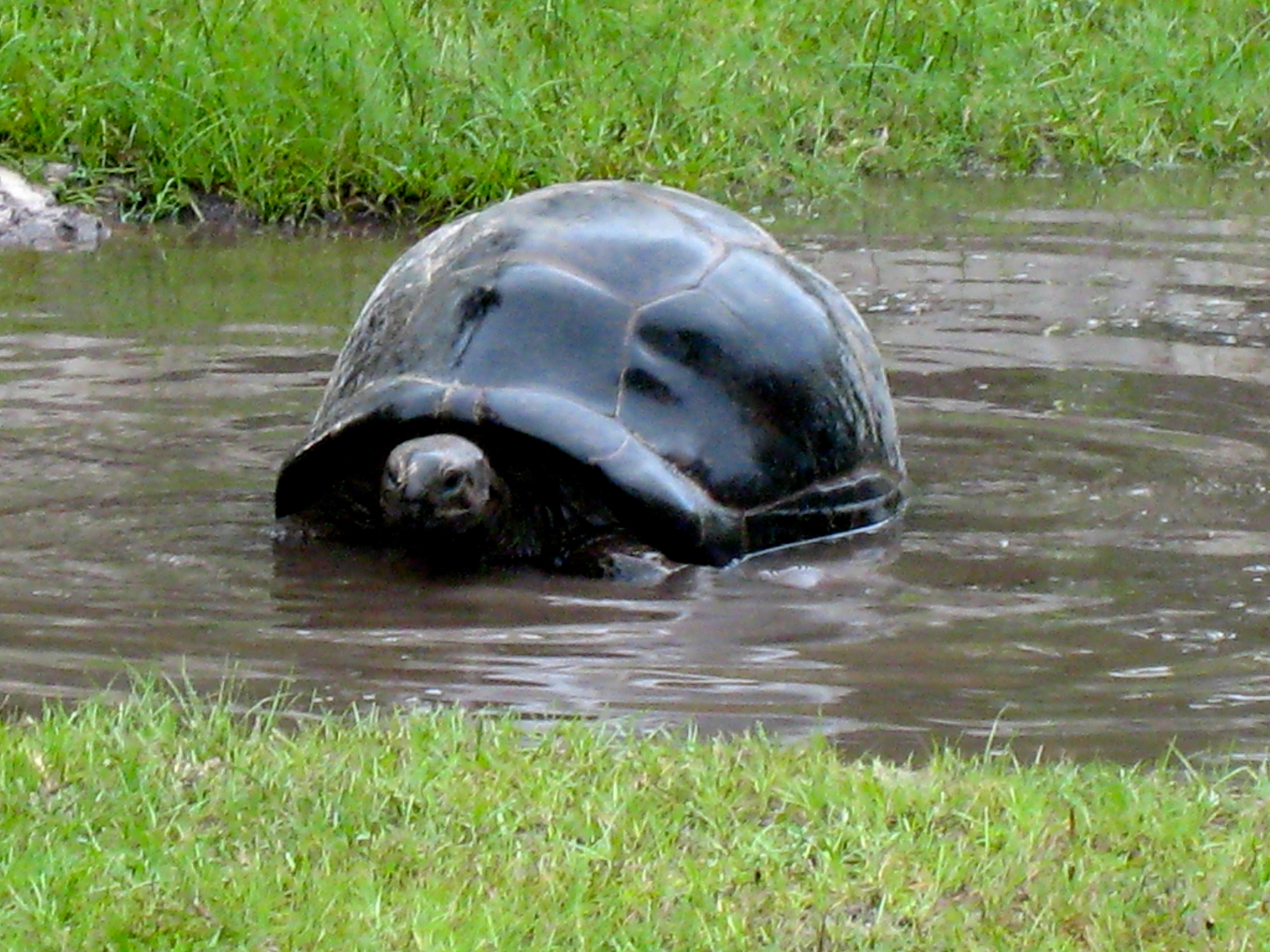 ALDABRA BREEDER