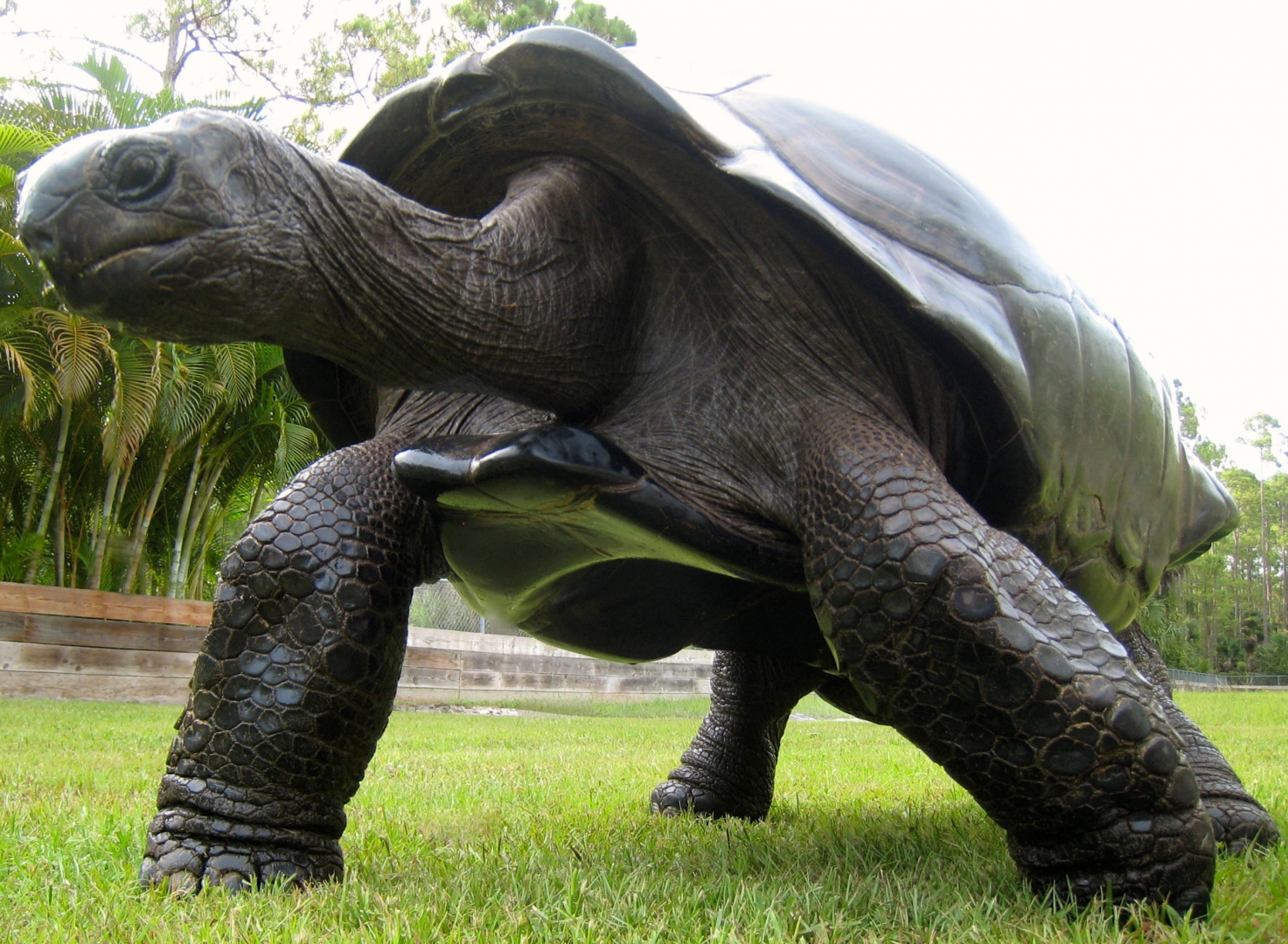 ALDABRA BREEDER