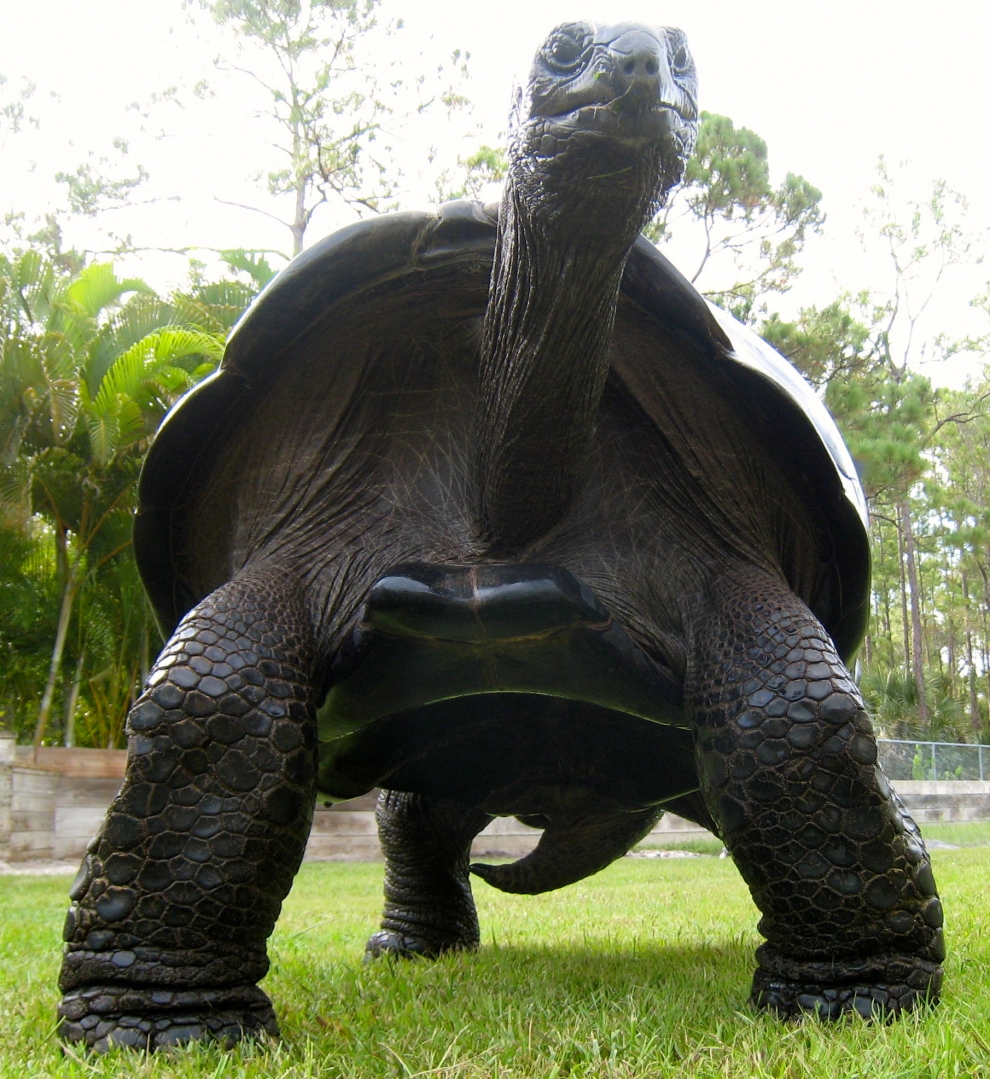 ALDABRA BREEDER