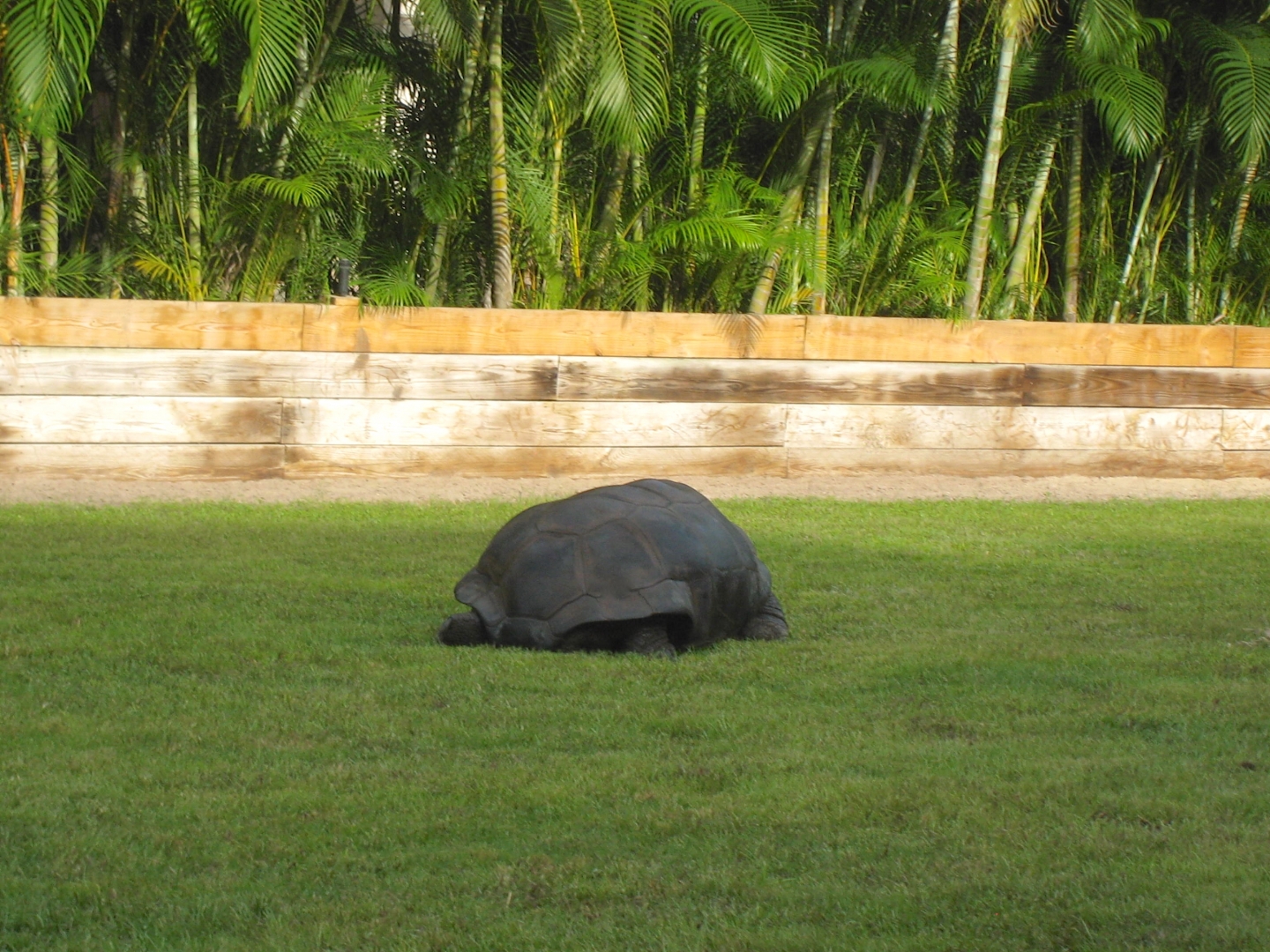 ALDABRA BREEDER