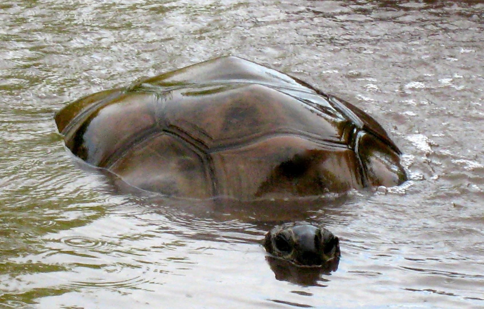 ALDABRA BREEDER