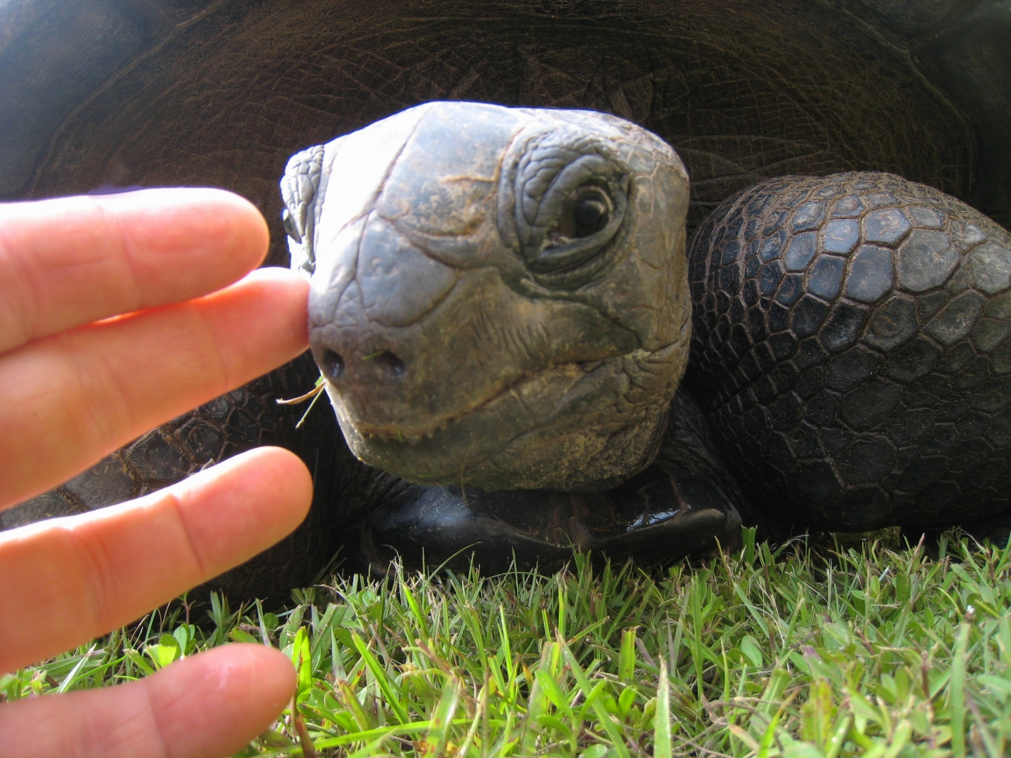 ALDABRA BREEDER