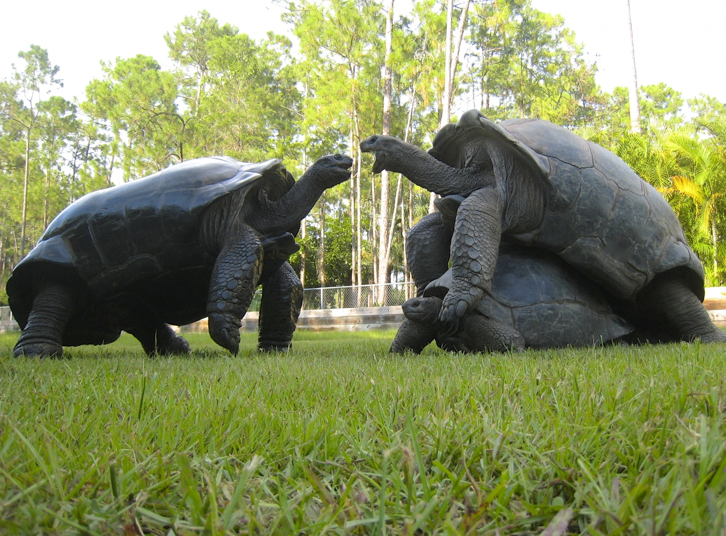 ALDABRA BREEDER