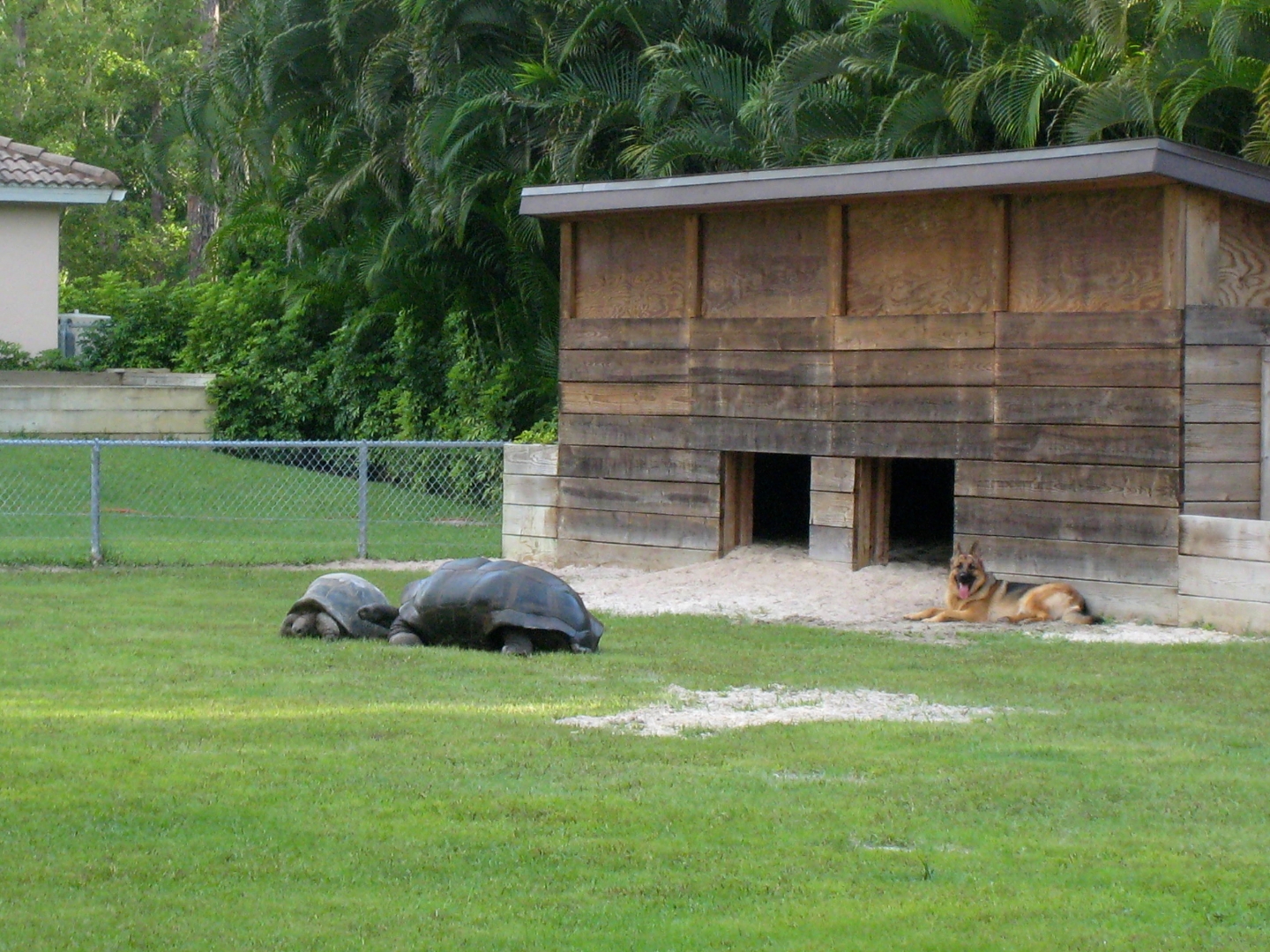 ALDABRA BREEDER