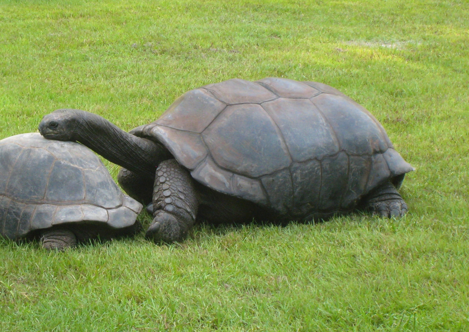ALDABRA BREEDER