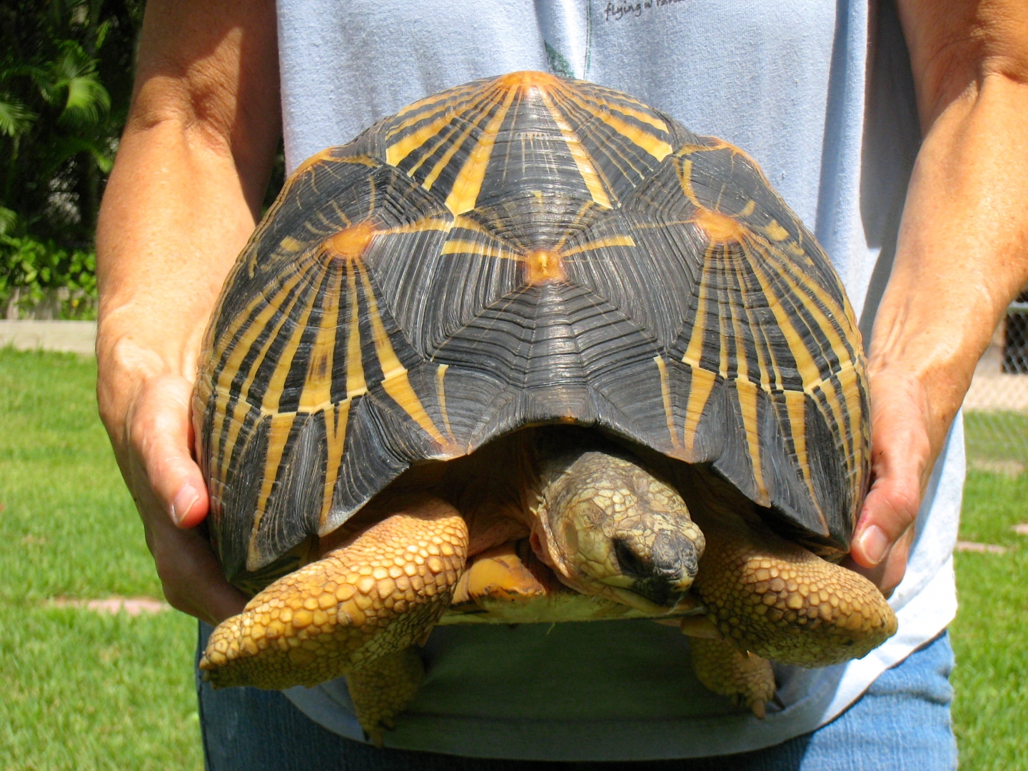 ALDABRA BREEDER