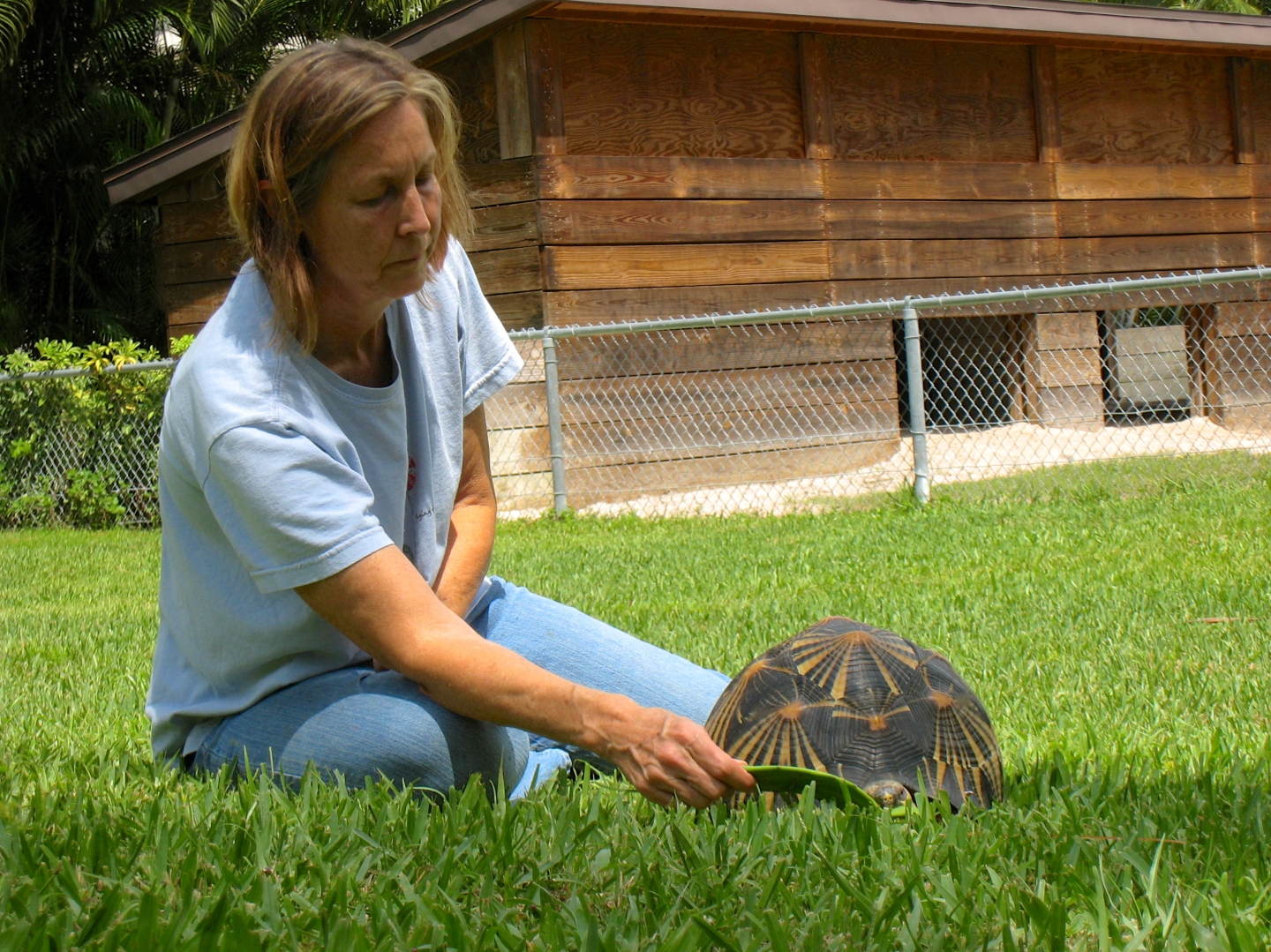 ALDABRA BREEDER