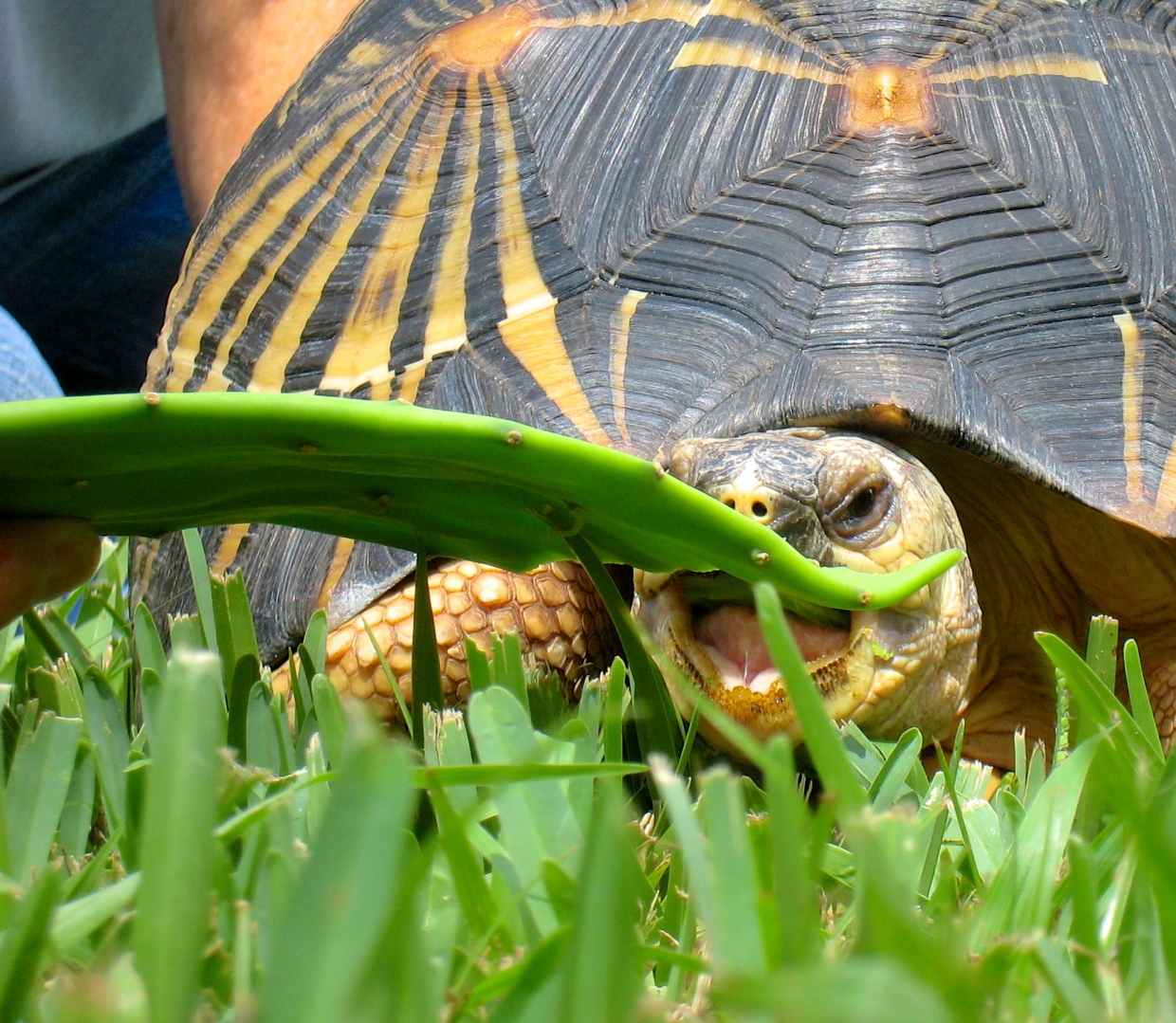ALDABRA BREEDER