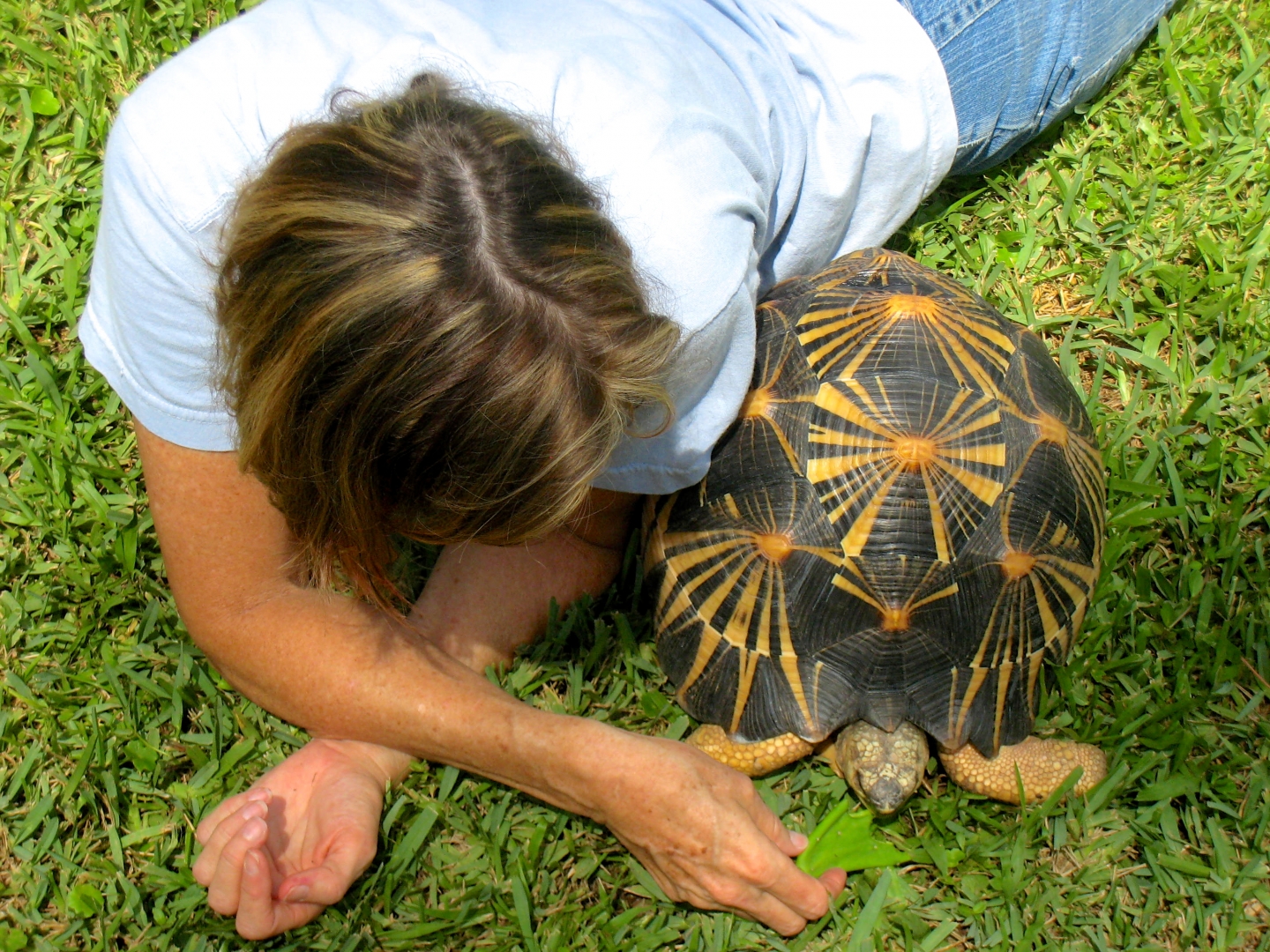 ALDABRA BREEDER